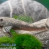 Bahia-Zwergotocinclus, Parotocinclus bahiensis
