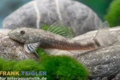 Bahia-Zwergotocinclus, Parotocinclus bahiensis