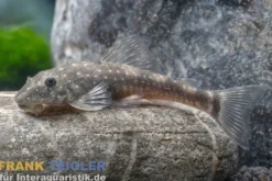 Bahia-Zwergotocinclus, Parotocinclus bahiensis