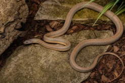 Bairds Kletternatter, Pantherophis bairdi