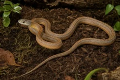 Bairds Kletternatter, Pantherophis bairdi