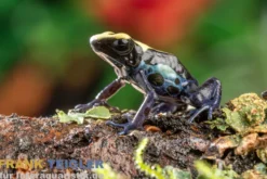 Bakhuis Färberfrosch, Dendrobates tinctorius