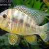 Ballonkopf Erdfresser, Gymnogeophagus balzani