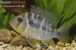 Ballonkopf Erdfresser, Gymnogeophagus balzani