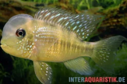 Ballonkopf Erdfresser, Gymnogeophagus balzani