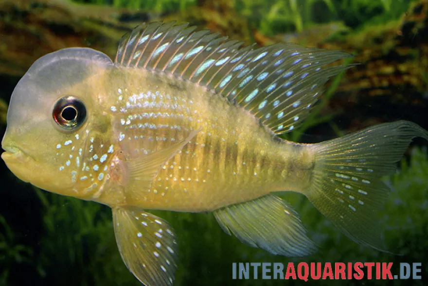 Ballonkopf Erdfresser, Gymnogeophagus balzani