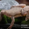 Bamileke Krallenfrosch, Xenopus eyesoole