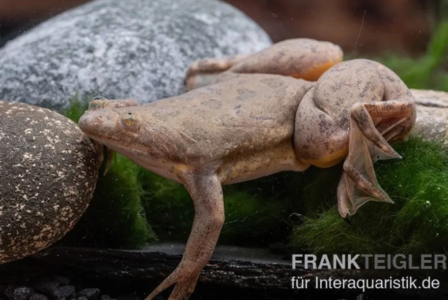 Bamileke Krallenfrosch, Xenopus eyesoole