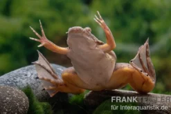 Bamileke Krallenfrosch, Xenopus eyesoole