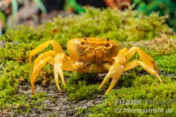 Banana-Crab, Terrathelphusa sp., Zufällig ausgewählt