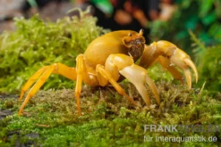 Banana-Crab, Terrathelphusa sp., Zufällig ausgewählt