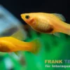Bananenplaty, Xiphophorus maculatus banana