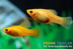 Bananenplaty, Xiphophorus maculatus banana