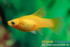 Bananenplaty, Xiphophorus maculatus banana