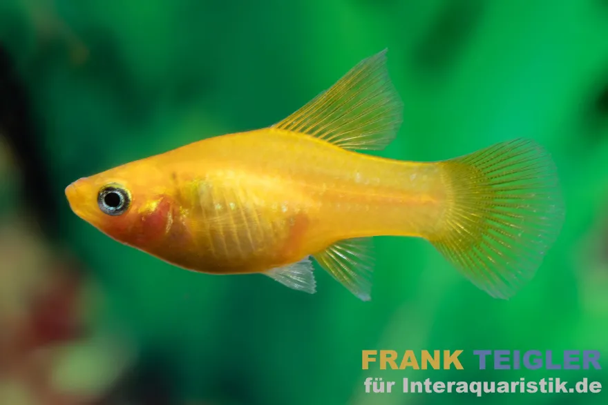 Bananenplaty, Xiphophorus maculatus banana