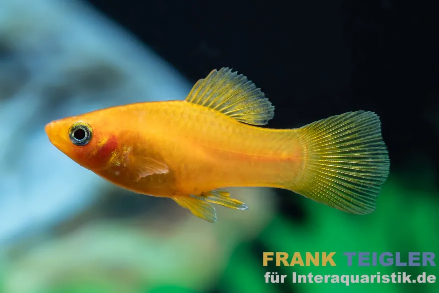 Bananenplaty, Xiphophorus maculatus banana