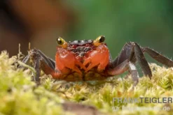Banyumas-Vampirkrabbe, Geosesarma noduliferum, zufällig gewählt
