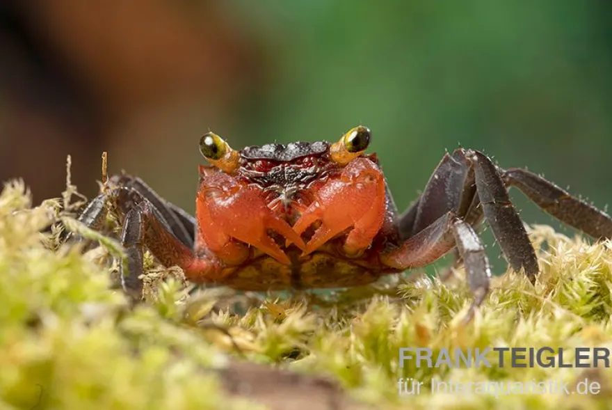 Banyumas-Vampirkrabbe, Geosesarma noduliferum, zufällig gewählt