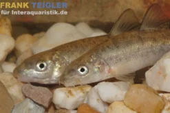 Barbe, Flußbarbe, Barbus barbus, 7-10 cm (Kaltwasser)