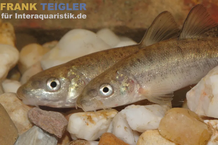 Barbe, Flußbarbe, Barbus barbus, 7-10 cm (Kaltwasser)
