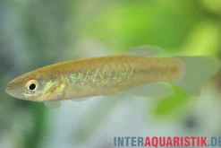 Barrens Fundulus, Fundulus julisia, 2-3 cm, DNZ