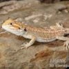 Bartagame, Pogona vitticeps, Farbmix, ca. 10-12 cm männlich