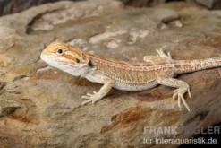 Bartagame, Pogona vitticeps, Farbmix, ca. 10-12 cm männlich