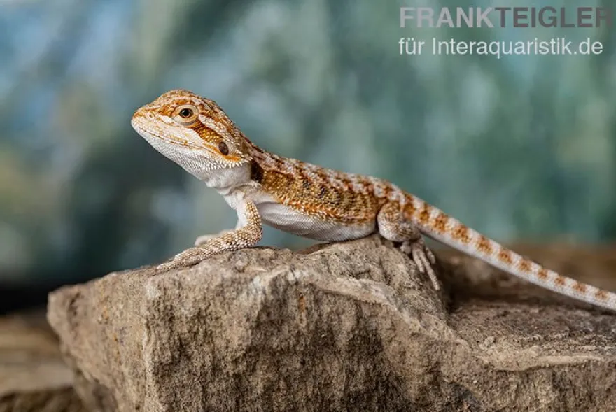 Bartagame, Pogona vitticeps, Farbmix, ca. 10-12 cm männlich