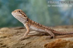 Bartagame, Pogona vitticeps, Farbmix, ca. 10-12 cm männlich