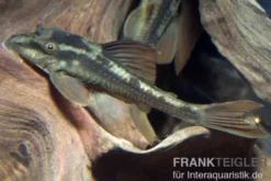 Basilisken-Harnischwels (Roter Bruno), Hypostomus basilisko