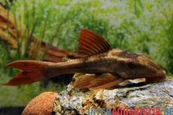 Basilisken-Harnischwels (Roter Bruno), Hypostomus basilisko