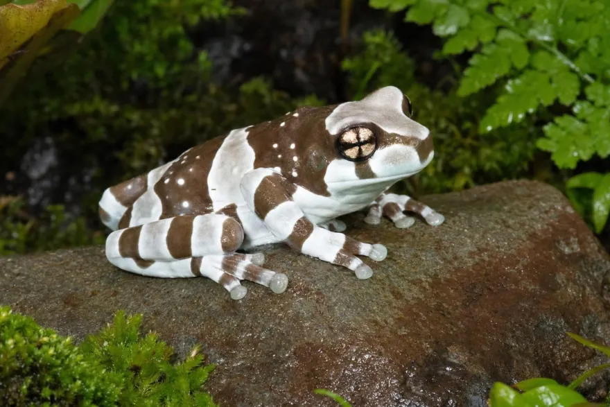 Baumhöhlen-Krötenlaubfrosch, Trachycephalus resinifictrix