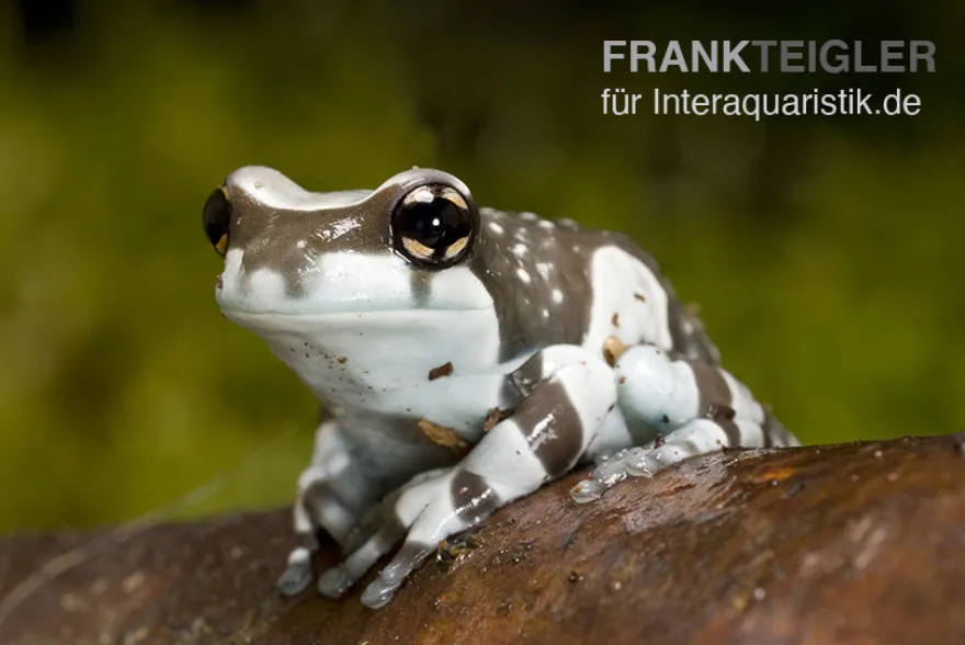 Baumhöhlen-Krötenlaubfrosch, Trachycephalus resinifictrix