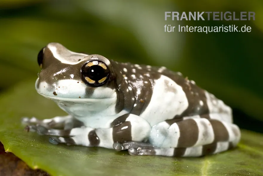 Baumhöhlen-Krötenlaubfrosch, Trachycephalus resinifictrix