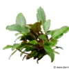 Becketts Wasserkelch, Cryptocoryne beckettii, im Topf