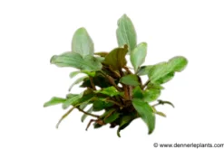 Becketts Wasserkelch, Cryptocoryne beckettii, im Topf