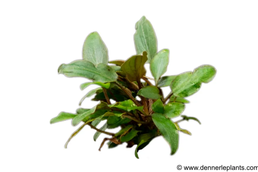 Becketts Wasserkelch, Cryptocoryne beckettii, im Topf