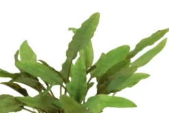 Becketts Wasserkelch, Cryptocoryne beckettii, im Topf