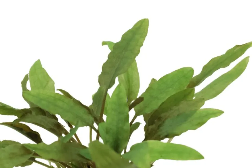 Becketts Wasserkelch, Cryptocoryne beckettii, im Topf