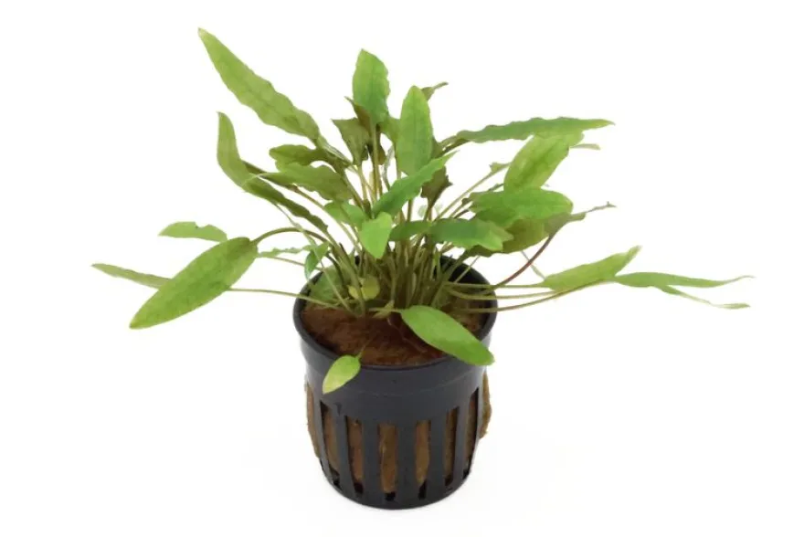 Becketts Wasserkelch, Cryptocoryne beckettii, im Topf