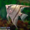 Belem Sky Skalar, Pterophyllum scalare Belem blue, DNZ