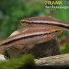 Belitung-Rasbora, Rasbora cf. patrickyapi "Belitung"