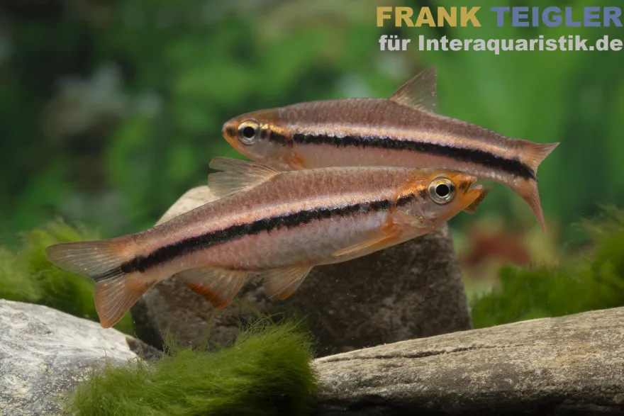 Belitung-Rasbora, Rasbora cf. patrickyapi "Belitung"