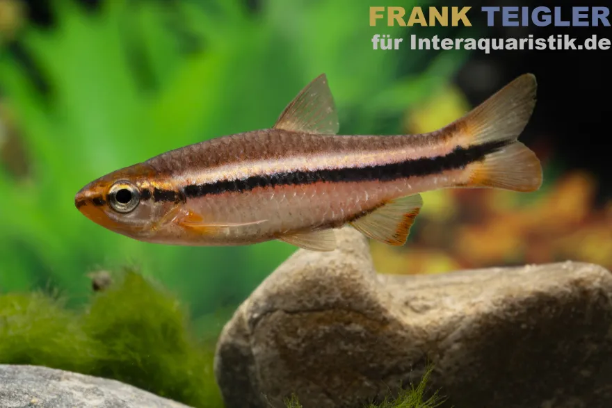 Belitung-Rasbora, Rasbora cf. patrickyapi "Belitung"