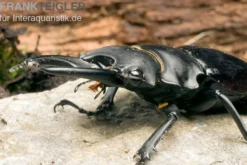 Bellicosa-Hirschkäfer, Odontolabis bellicosa, gemischt