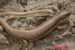 Berberskink, Eumeces schneiderii