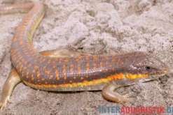 Berberskink, Eumeces schneiderii