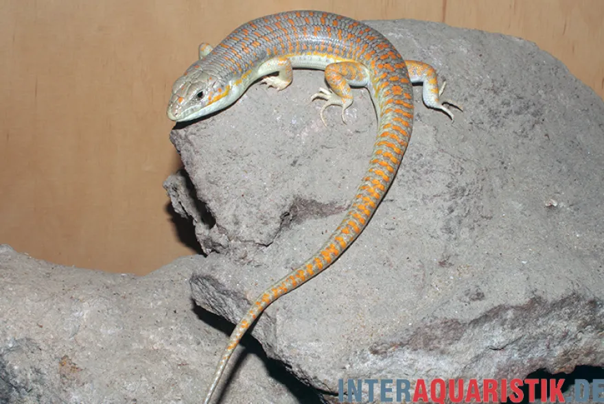 Berberskink, Eumeces schneiderii