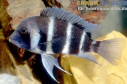 Beulenkopf-Cichlide Blue Mpimbwe, Cyphotilapia frontosa Blue Mpimbwe
