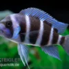Beulenkopfcichlide Blue Zaire Mboba, Cyphotilapia frontosa Blue Zaire Mboba, 4-5 cm DNZ